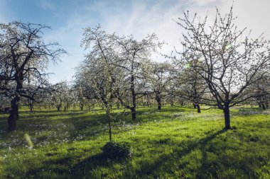 kiraz çiçeği bahar