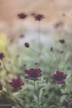 renkli swirley bokeh çiçekler