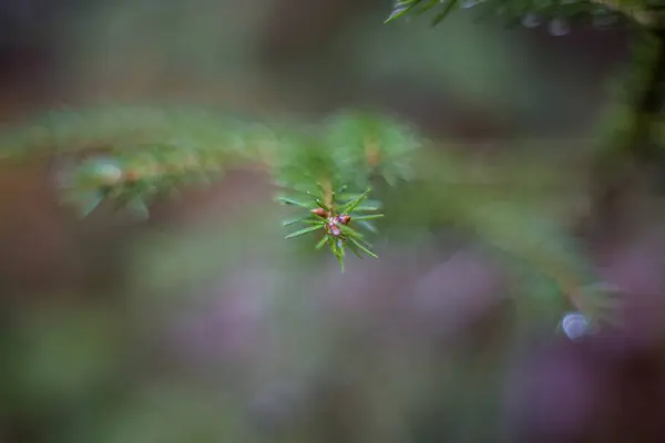 Colourful swirley bokeh needle — Stock Photo, Image