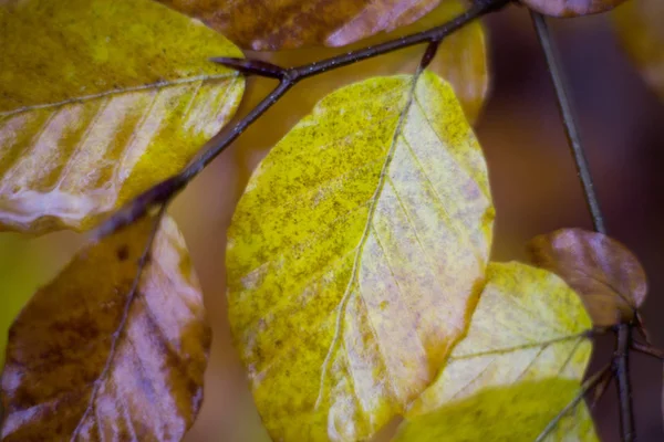 Warna-warni daun bokeh swirley — Stok Foto