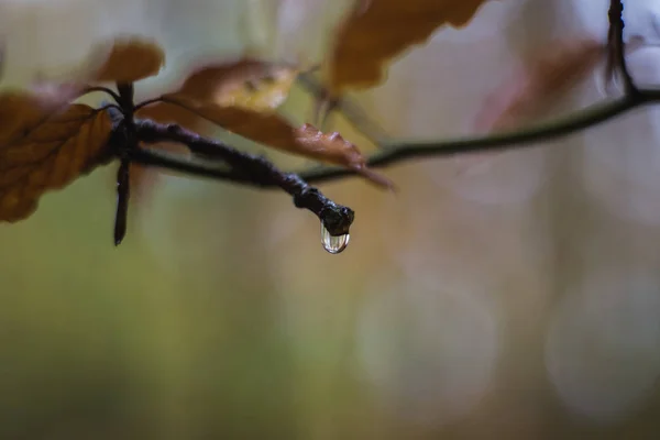 빗방울과 다채로운 swirley bokeh 지점 — 스톡 사진