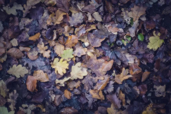 Colourful swirley bokeh leaves — Stock Photo, Image