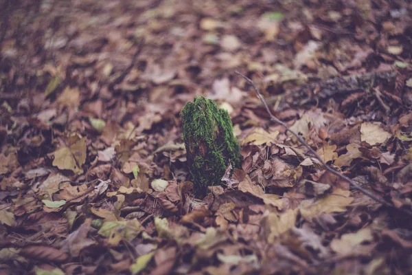 Warna-warni daun bokeh swirley — Stok Foto