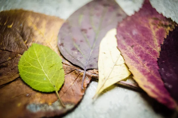 Daun warna-warni musim gugur — Stok Foto