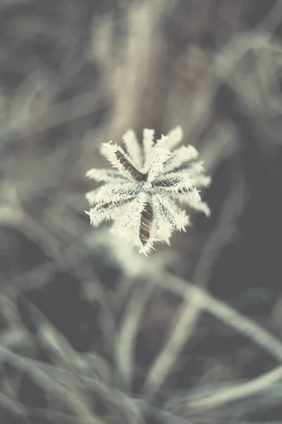 Swirley bokeh buz kristal — Stok fotoğraf