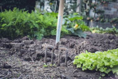 fresh bio garden salad clipart