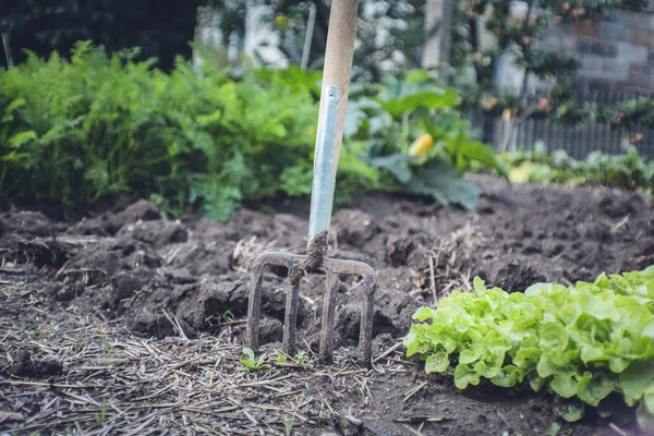 Frischer Bio-Gartensalat — Stockfoto