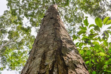 ağaç ve yeşil yaprak
