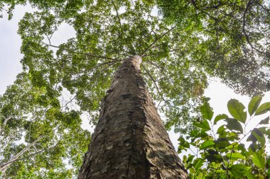 ağaç ve yeşil yaprak