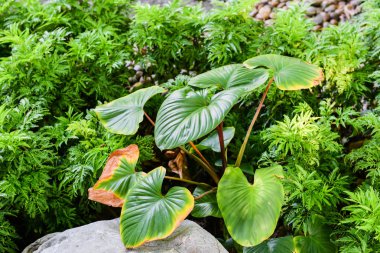 Düşük anahtar - yeşil çim arka plan