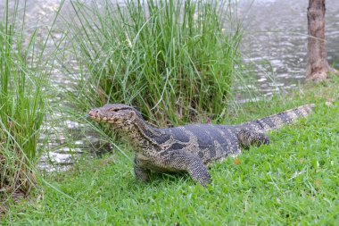 Su LCD ekranın bir su birikintisi