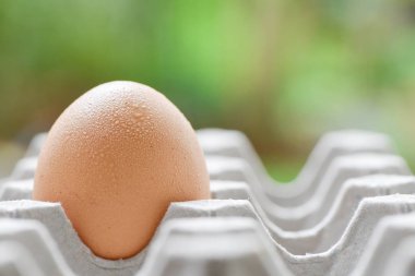 doğa arka plan ile kağıt tepsisinde tek yumurta