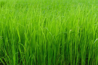 Pirinç alan bitki arka plan