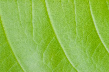 Makro mango yaprak doku