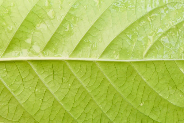 Macro texture of green leaf with water drop — Stock Photo, Image