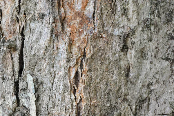 Textury a pozadí z kůry stromu — Stock fotografie