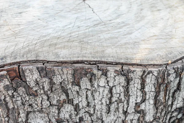 树皮树作为纹理 — 图库照片