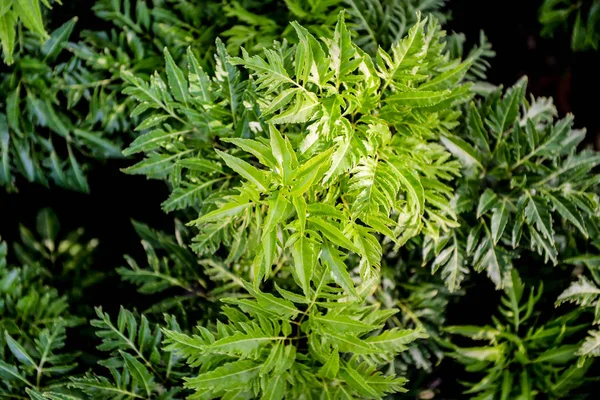 Leise - grünes Gras Hintergrund — Stockfoto