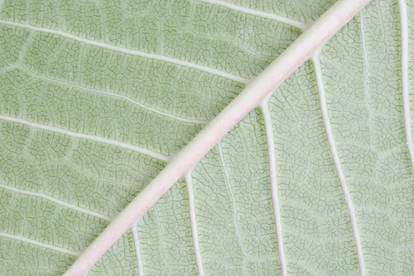 Textura o fondo de la hoja macro —  Fotos de Stock