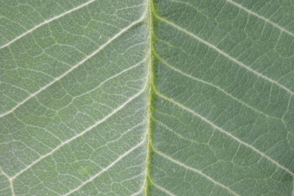 Macro leaf texture or background — Stock Photo, Image