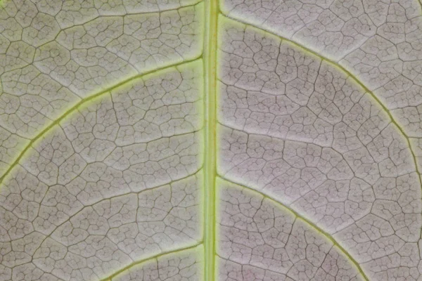 Texture liść makro lub tła — Zdjęcie stockowe