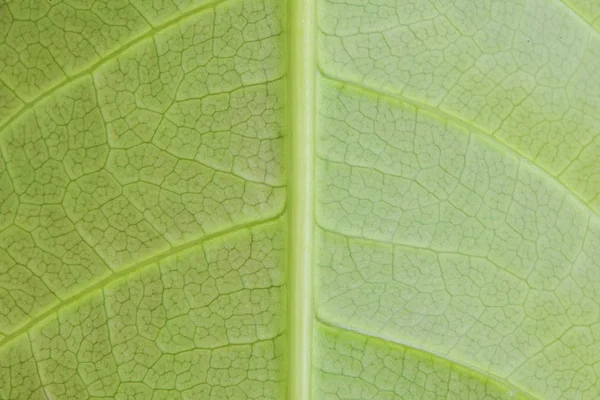 Macro leaf texture or background — Stock Photo, Image