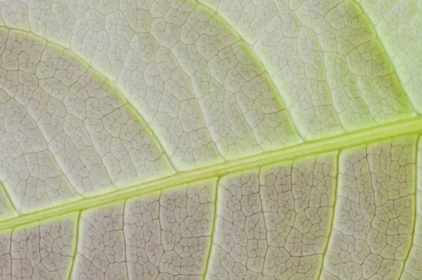 Texture liść makro lub tła — Zdjęcie stockowe