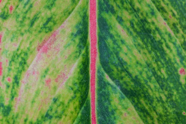 Macro leaf texture or background — Stock Photo, Image