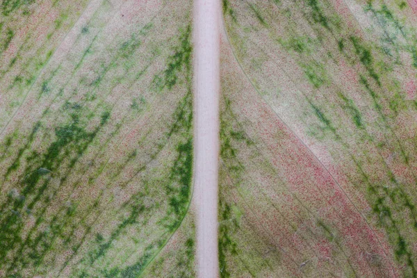 Macro leaf texture or background — Stock Photo, Image