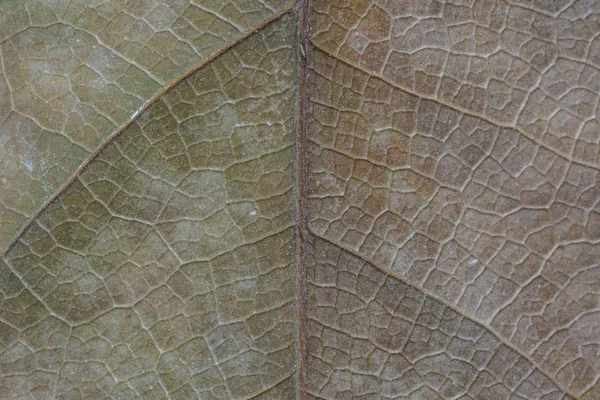 腐った葉のテクスチャーのマクロ — ストック写真