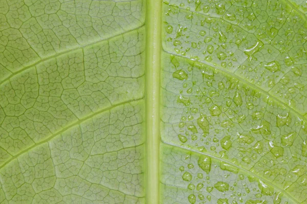 Macro of leaf texture with water drop — Stock Photo, Image