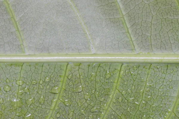 Macro of leaf texture with water drop — Stock Photo, Image