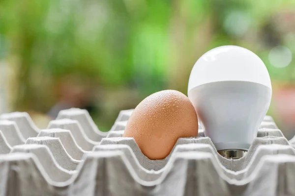Egg and LED bulb in paper trays with nature background