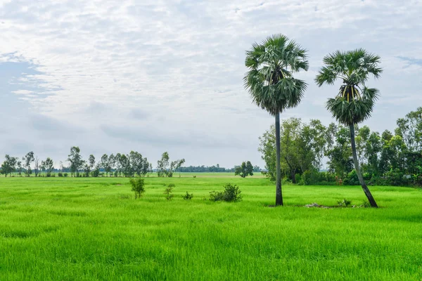 Yeşil pirinç alan ve toddy palm