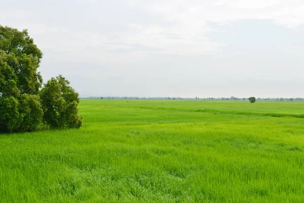 Verde de campo de arroz — Foto de Stock
