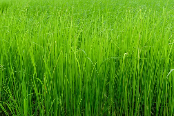 Pirinç alan bitki arka plan