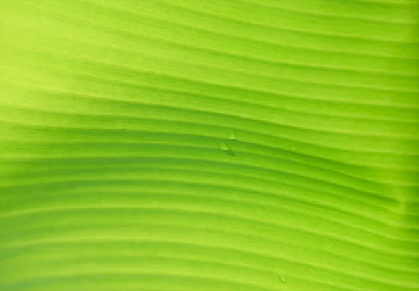 Textur des Bananenblattes mit Sonnenlicht von hinten — Stockfoto