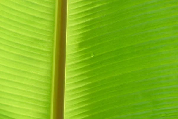 Textura de hoja de plátano con luz del sol brilla por detrás —  Fotos de Stock