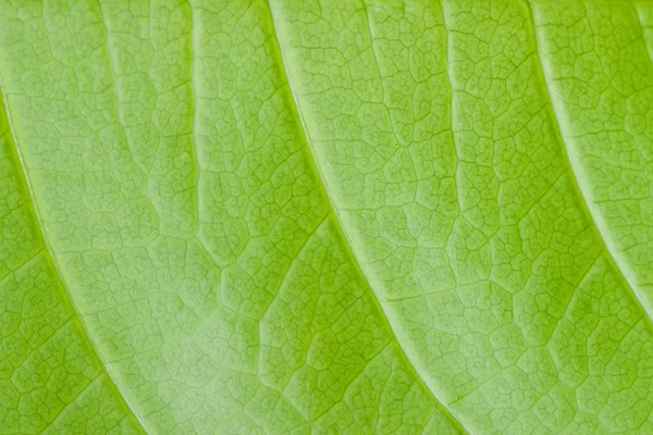 Macro of mango leaf texture — Stock Photo, Image