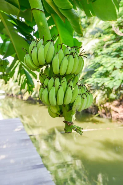 Banana na bananowca — Zdjęcie stockowe