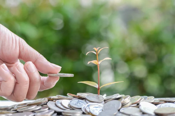 Bitki yetiştirme ile para-para yığınları koyarak kadın el 