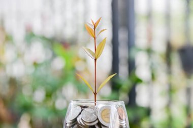 Para kavramı kaydetmek için para tasarrufu bitki yetiştirme