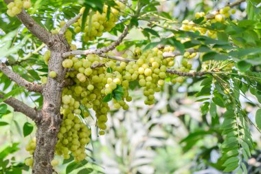 yıldız bektaşi üzümü ağaç üzerinde yıldız bektaşi üzümü