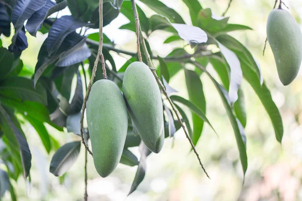 Mango Drzewa Mango — Zdjęcie stockowe