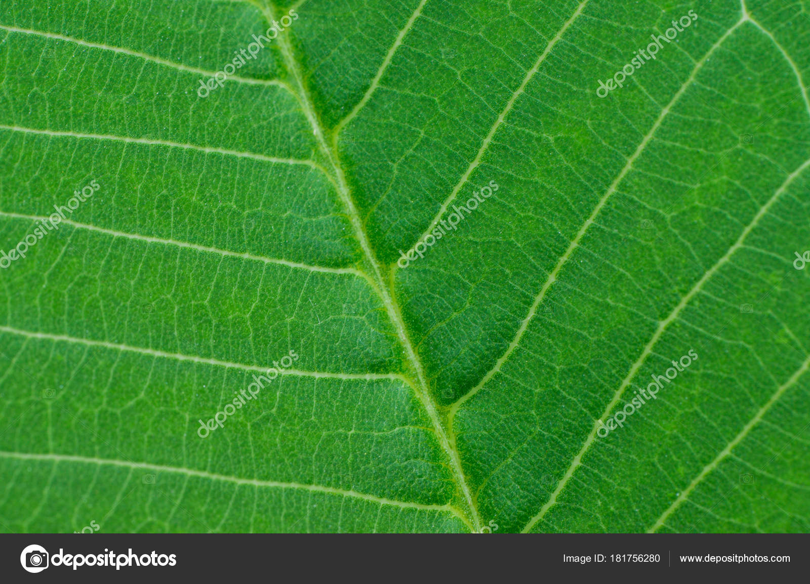 зеленые листочки. зеленый лист. лист крупным планом. зеленый лист. листья деревьев.