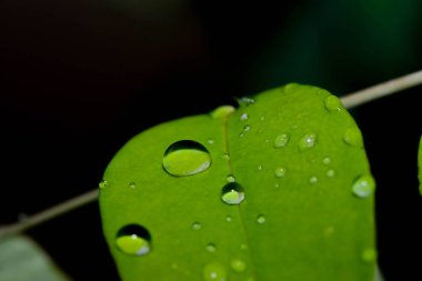 Su damlası ile ıslak yaprak kadar kapatın