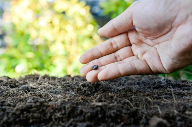 İnsan eli toprağa tohum dikim