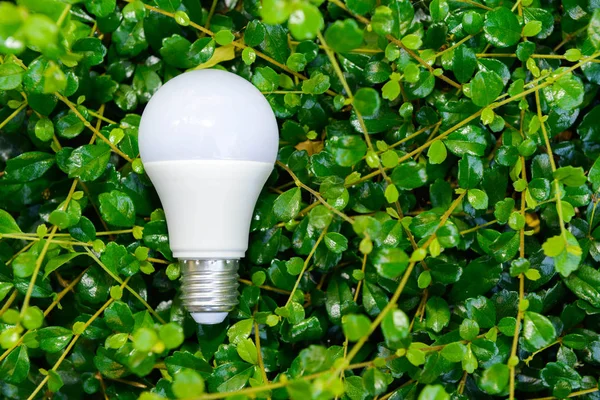LED bulb and lighting in the nature for saving energy concept