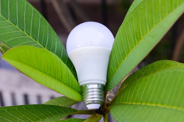 LED bulb and lighting with the leaves for saving energy concept