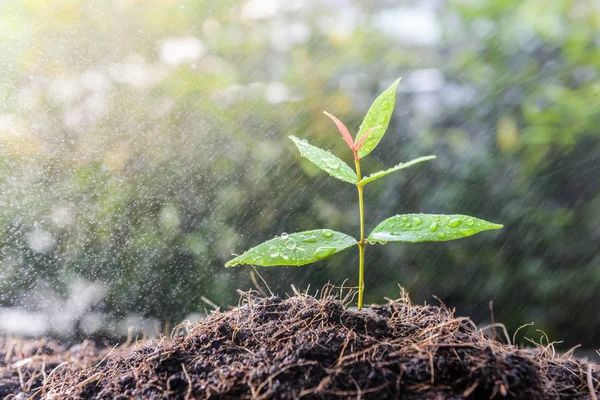 Groeiende Plant Bodem Regen Als Een Gieter — Stockfoto